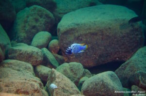 Metriaclima fainzilberi 'Ngwasi'